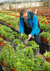 Portrait of man tending and cultivating flowers mint in glasshouse. High quality photo