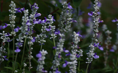 Obraz premium lavender flowers in the garden