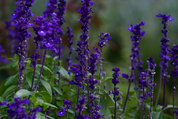 Naklejka premium lavender field in region