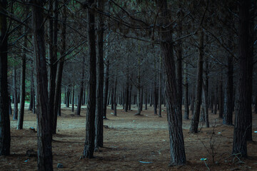 bosque de pinos en la hora azul 