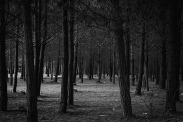 bosque de pinos en blanco y negro