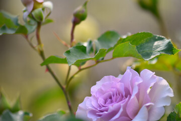 バラ園に咲く紫色のバラの花