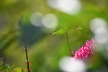 薔薇園に咲くピンクの花と光の幻想的なバラの花（絵画風）