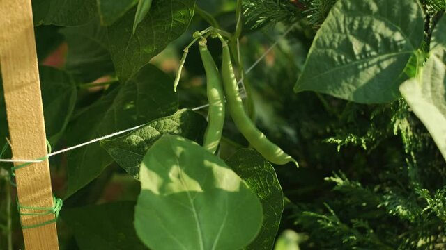 Runner flageolets beans, pole beans (Phaseolus coccineus) under natural growth conditions in the garden. 4K. slow motion footage. Healty foods.