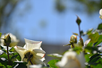 満開の薔薇園に咲く白いバラの花びら