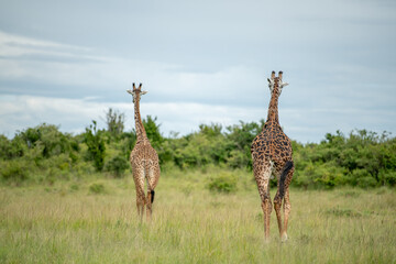 African Masai giraffe walking in grass land and dramatic cloudy sky in Masai Mara, kenya