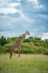 African Masai giraffe walking in grass land and dramatic cloudy sky in Masai Mara, kenya