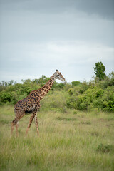 African Masai giraffe walking in grass land and dramatic cloudy sky in Masai Mara, kenya