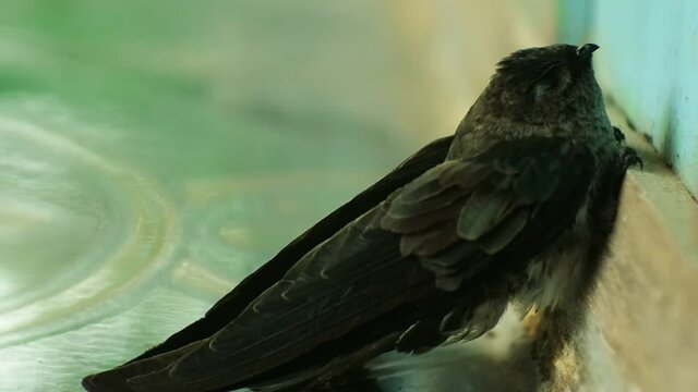 a swallow (Aerodramus maxima) clings to a wooden wall. Sriti bird is a cognate of the swallow. Indonesian habitat bird