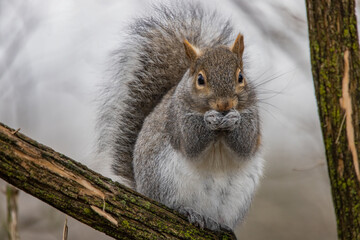 Squirrels are members of the family Sciuridae, includes small or medium-size rodents. This has its hands together and looks like it is thinking, or contemplating something. 