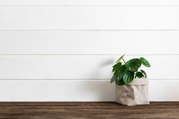 Houseplant delivery service to home