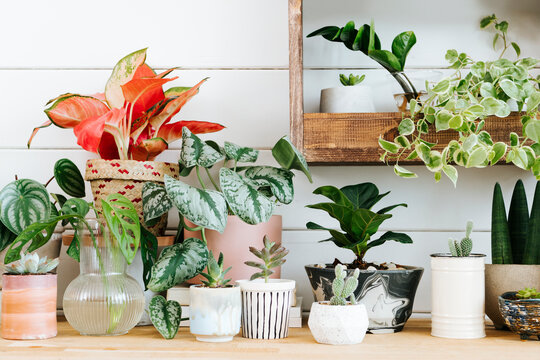 Indoor potted plants arrangement for home decor