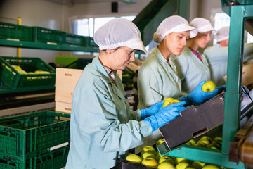 Focused diligent efficient women working on fruit sorting line at warehouse, checking quality of apples