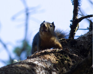 Squirrel in the forest in the Pacific Northwest. 
