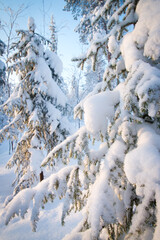 Winter forest. Sunrise, soft blue and pink tones.