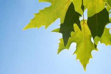 Green leafe  of maple in sunny day.