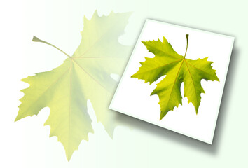 Gold one maple leaf isolated