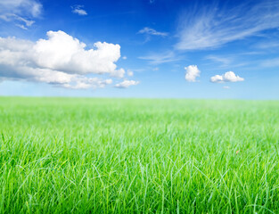Obraz na płótnie Canvas Green grass field under midday sun on blue sky.
