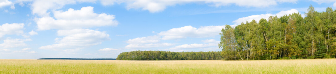 Fototapeta na wymiar Yellow grass field near forest edge.