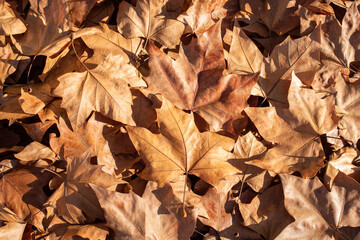 Pile of fallen leaves in the floor during autumn