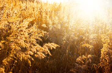 Gold meadow