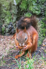 Squirrel in summer with nut on green grass under a big tree