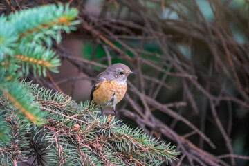 The common redstart female, Phoenicurus phoenicurus, is photographed in close-up sitting on a branch against a blurred background.