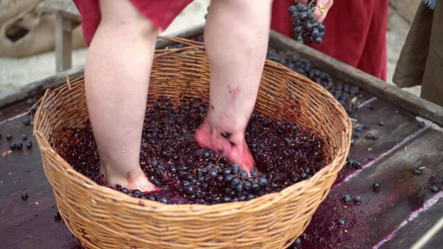 Grape-treading or grape-stomping in traditional winemaking. Grapes are trampled in basket by barefoot woman to release their juices and begin fermentation