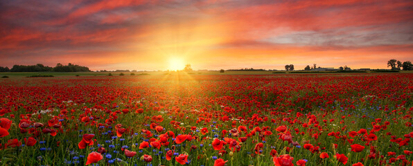 Beautiful sunrise over red poppies field © Piotr Krzeslak