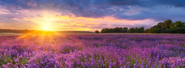 Muurstickers Prachtige zomerzonsondergang over lavendelveld © Piotr Krzeslak