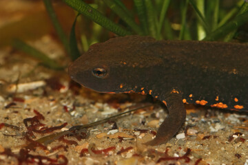 Closeup on an aquatic female of the endangered Tam Dao newt, Paramesotriton deloustali from Vietnam
