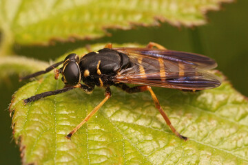 Closeup on a wasp mimicking hoverfly, Temnostoma bombylans, sitting on a green leaf