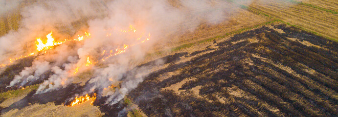 Rice farm burn fire after harvest cause of air pollution agricultural industry