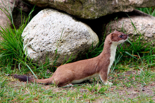 Nerz sitzt aufmerksam im Gras