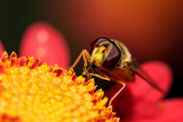 Insect fly hoverfly