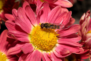 Garden varietal decorative chrysanthemum