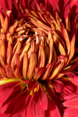 Garden varietal decorative chrysanthemum