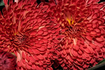 Garden varietal decorative chrysanthemum