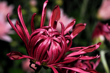 Garden varietal decorative chrysanthemum