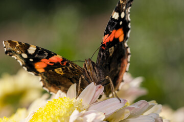 Day butterfly Admiral