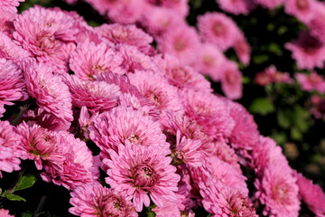 Garden varietal decorative chrysanthemum