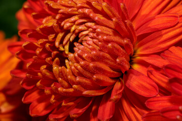 Garden varietal decorative chrysanthemum