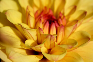 Garden dahlia flower blooms