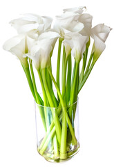 bouquet d’arums dans un vase, fond blanc 