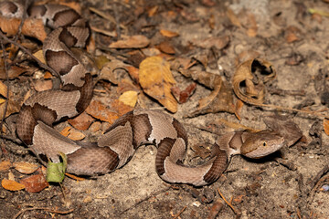Eastern Copperhead (Agkistrodon contortrix)