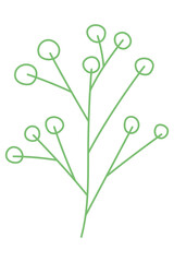 green berries branch