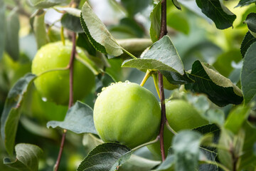 Apple branch close-up with green ripe apples with water drops after rain.