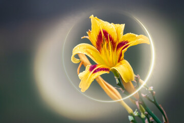 Hemerocallis Bonanza, Bonanza Daylily, perennial tuft forming herb with linear leaves and...