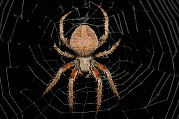 Spotted Orbweaver Spider (Neoscona crucifera)