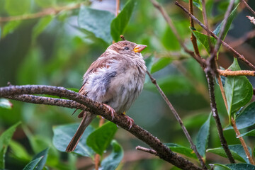 Sparrow sitting on a green birch branch. Sparrow with playful poise on branch of a birch in spring or summer